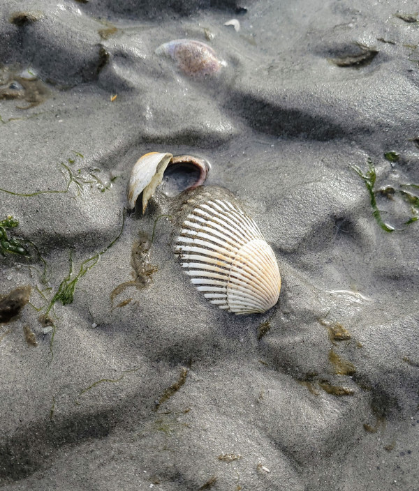 Resources - seashell
